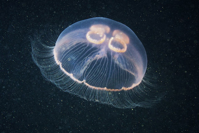 Медуза аурелия
